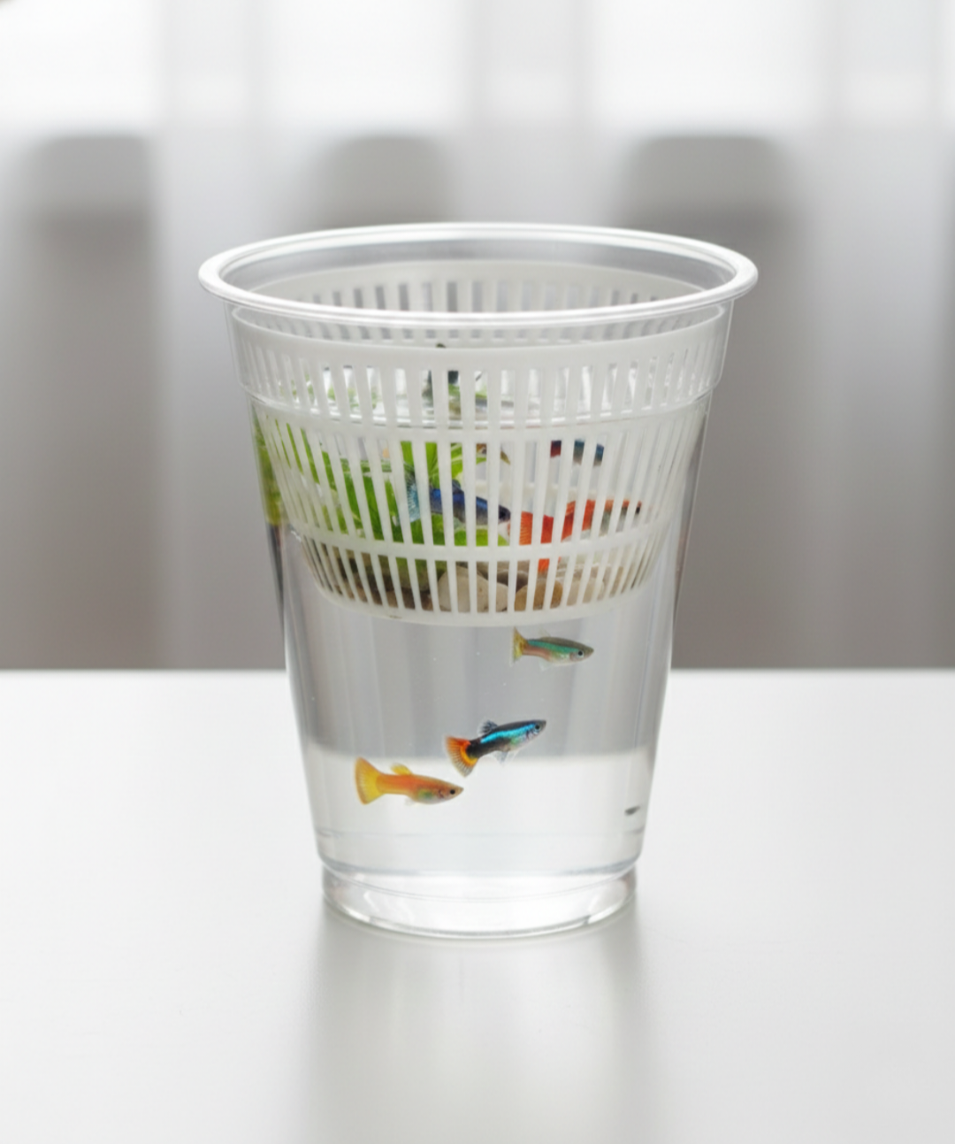 Safe-Drop Livebearer Breeding Separator