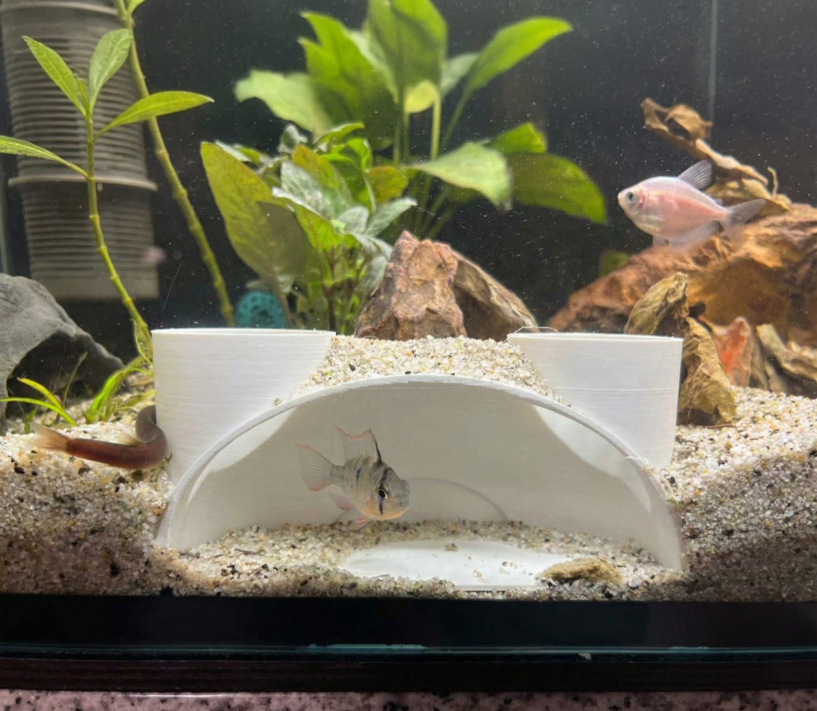 Aquatic Aquarium observation cave