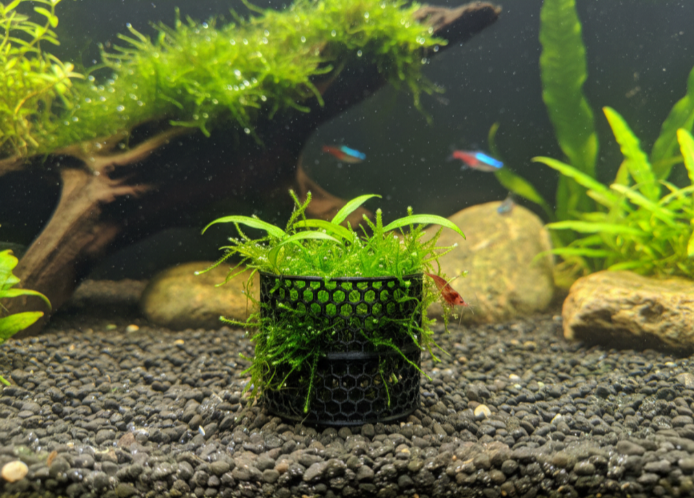 Aquatic Aquarium planter