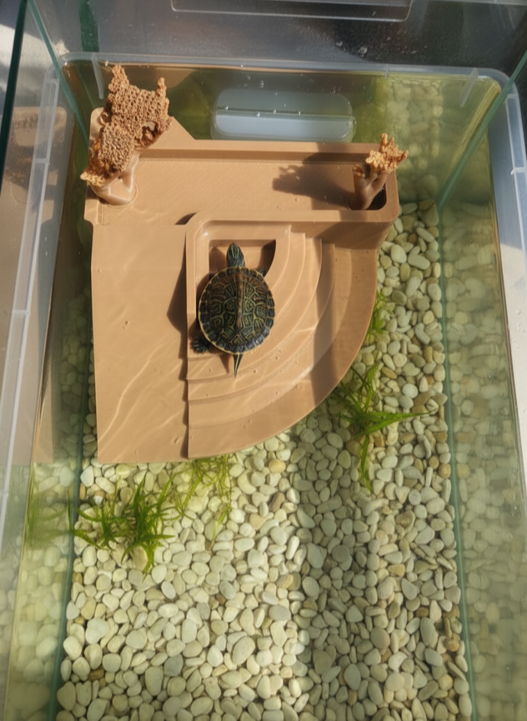 Naturalistic Aquatic Turtle Terrarium