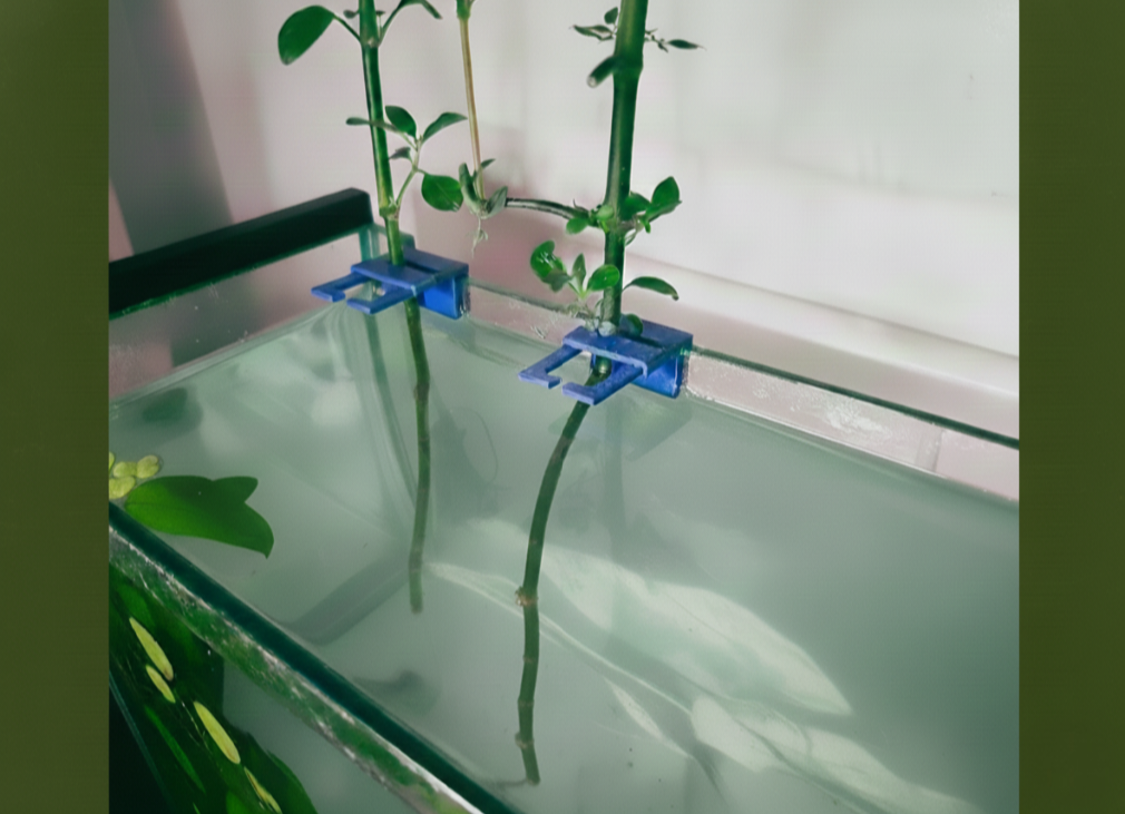 Aquatic Fish tank plant clip
