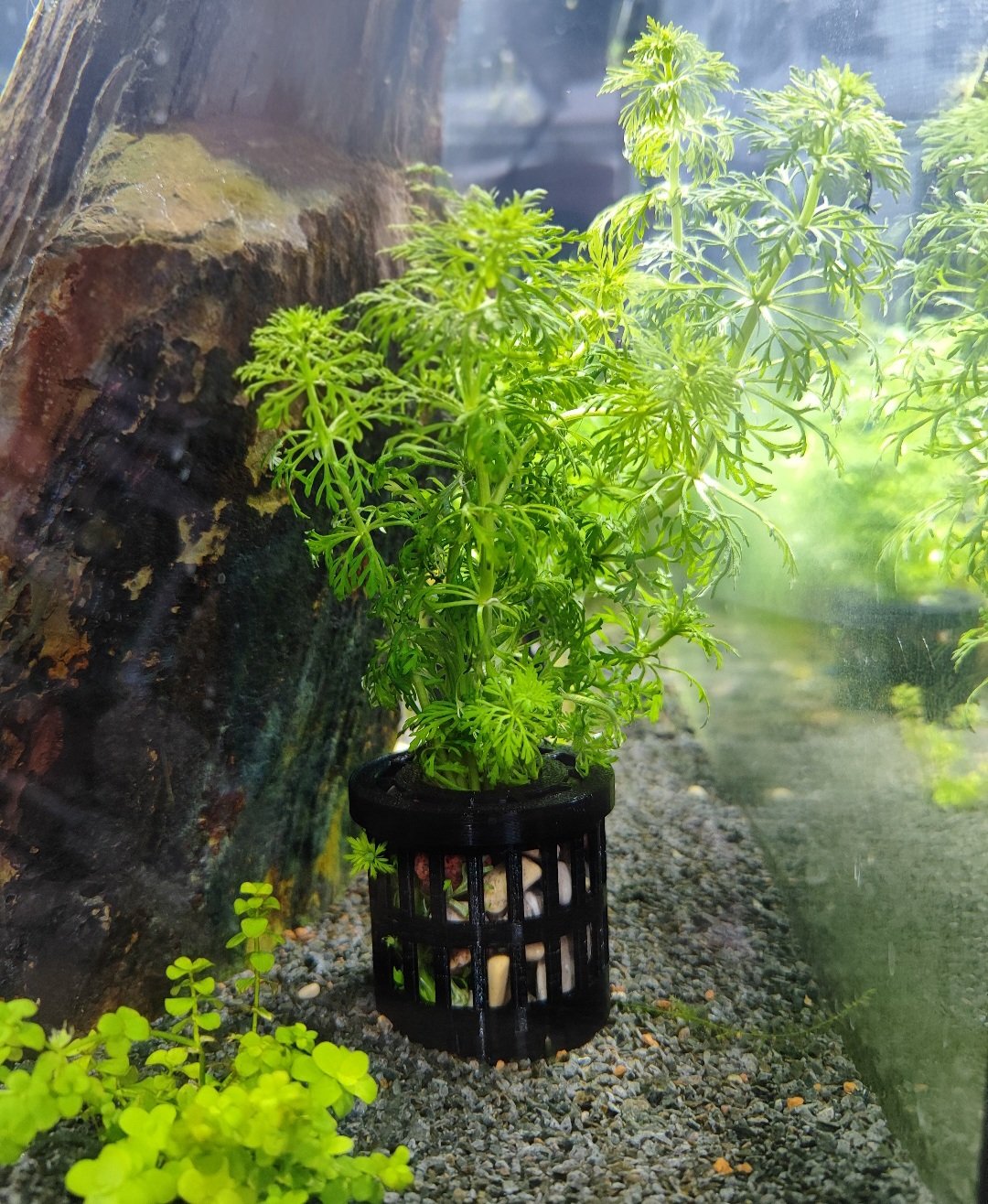Realistic Mini Honeycomb Mesh Pot