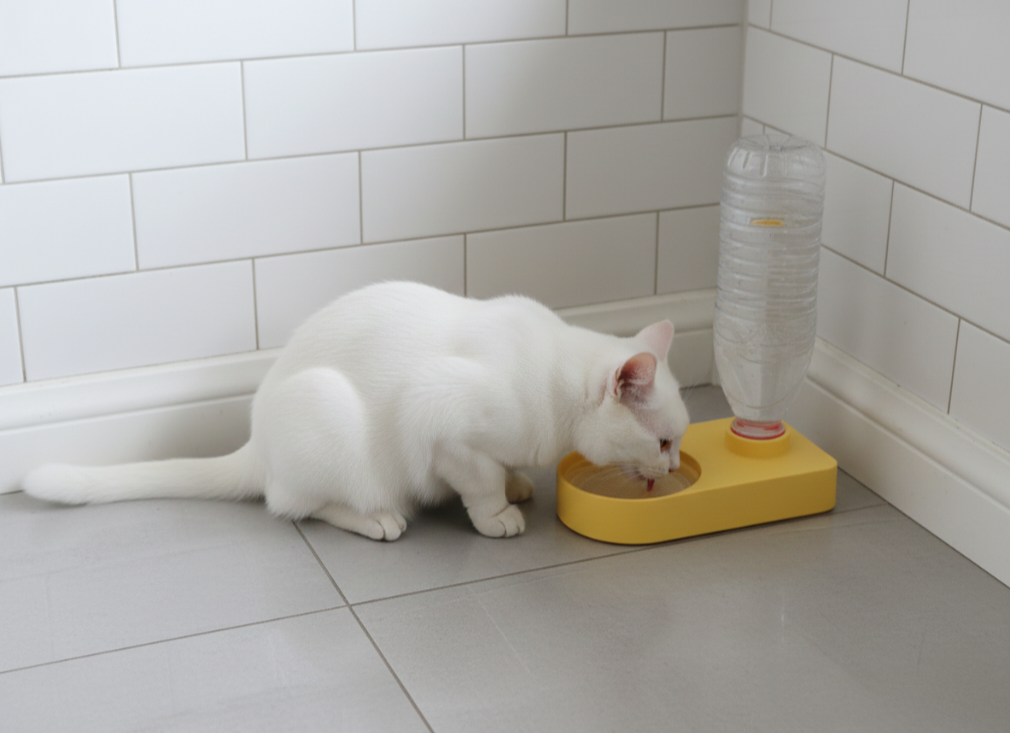 Practical Pet water fountain