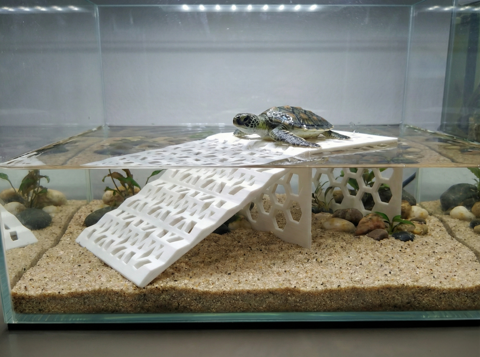 Naturalistic Turtle Basking Platform Large Turtle